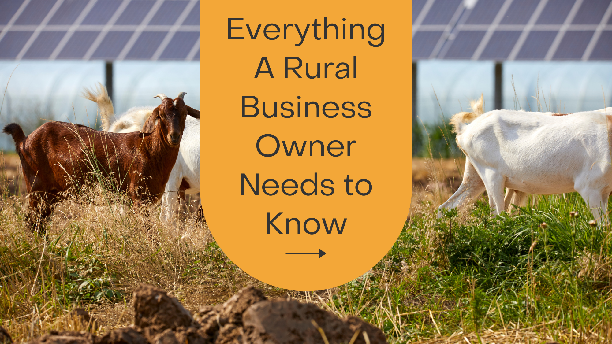 Solar panels on a rural farm funded by REAP grant program